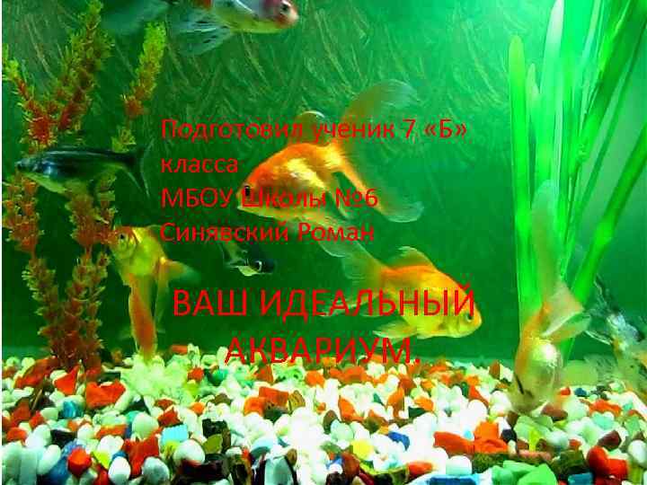 Подготовил ученик 7 «Б» класса МБОУ Школы № 6 Синявский Роман ВАШ ИДЕАЛЬНЫЙ АКВАРИУМ.