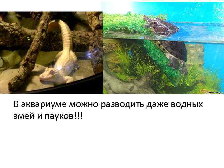 В аквариуме можно разводить даже водных змей и пауков!!! 