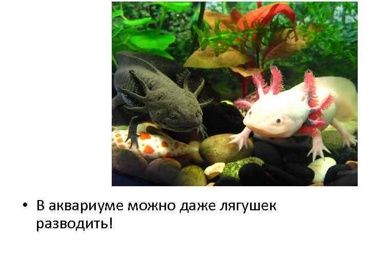 • В аквариуме можно даже лягушек разводить! 