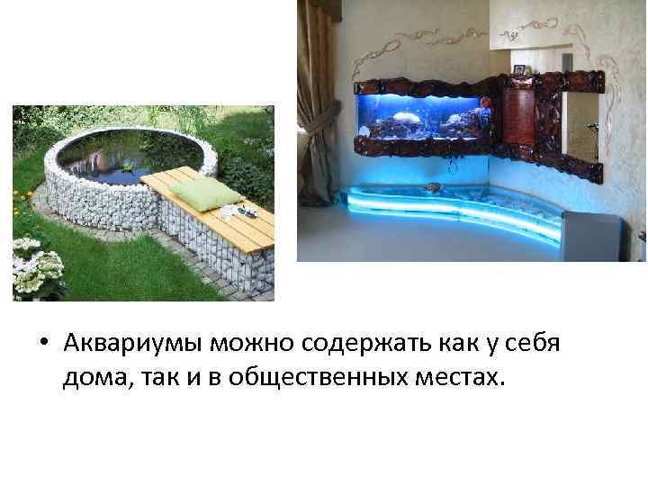  • Аквариумы можно содержать как у себя дома, так и в общественных местах.