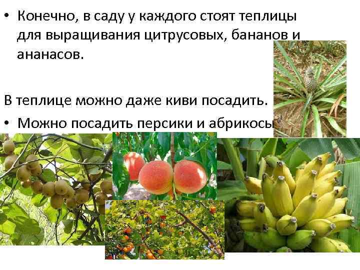  • Конечно, в саду у каждого стоят теплицы для выращивания цитрусовых, бананов и