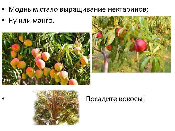  • Модным стало выращивание нектаринов; • Ну или манго. • Посадите кокосы! 