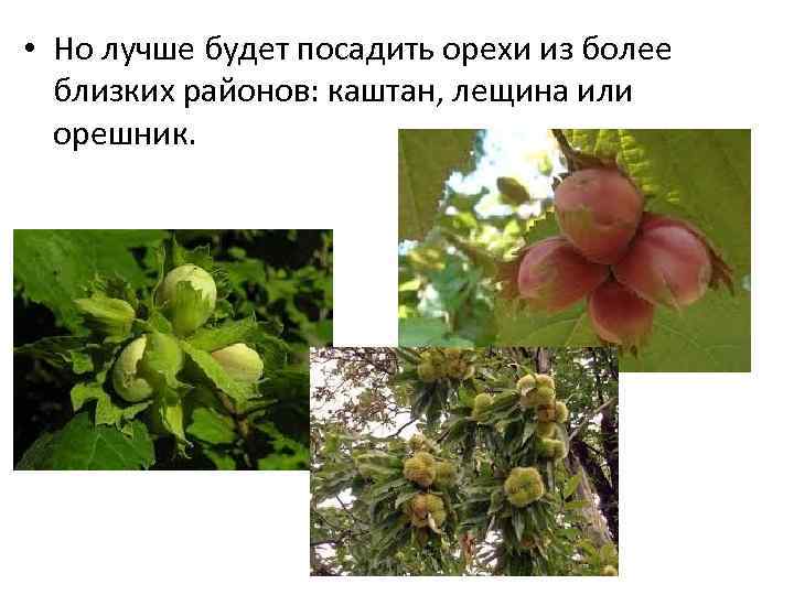  • Но лучше будет посадить орехи из более близких районов: каштан, лещина или