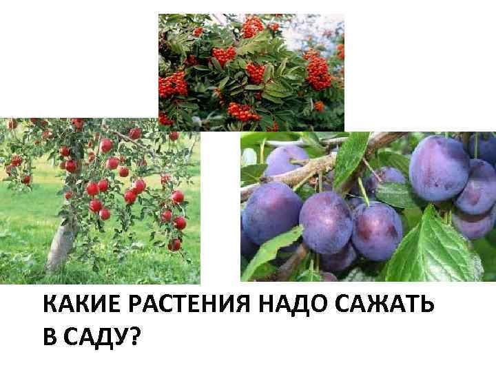 КАКИЕ РАСТЕНИЯ НАДО САЖАТЬ В САДУ? 