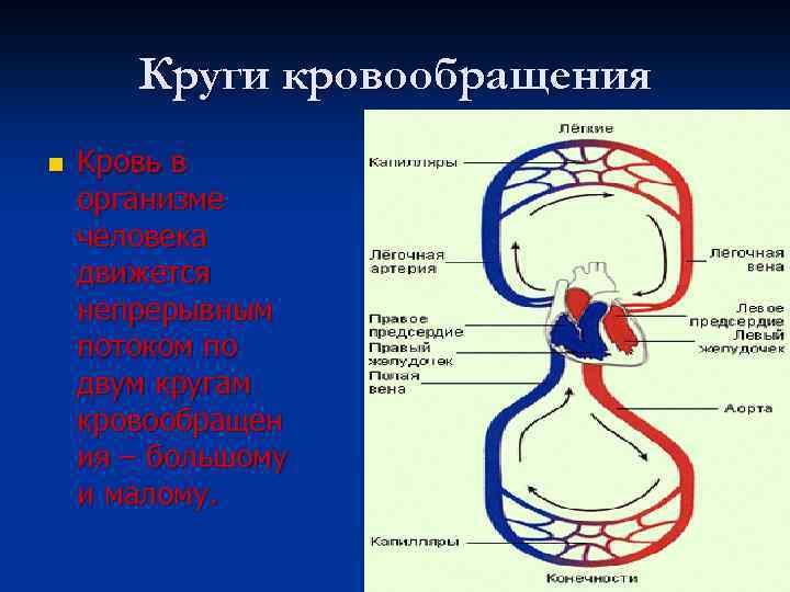 Круги кровообращения n Кровь в организме человека движется непрерывным потоком по двум кругам кровообращен