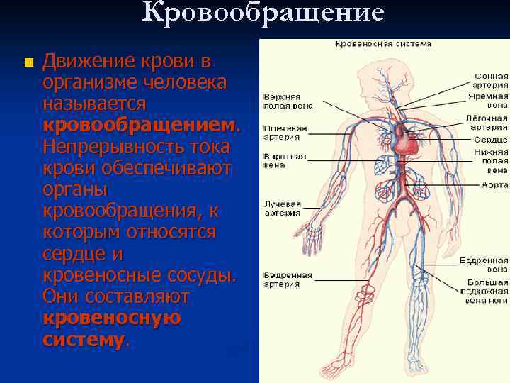 Кровообращение n Движение крови в организме человека называется кровообращением. Непрерывность тока крови обеспечивают органы