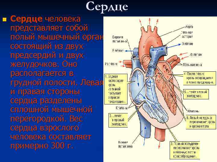 Сердце n Сердце человека представляет собой полый мышечный орган, состоящий из двух предсердий и