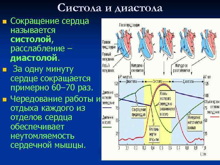 Систола и диастола n n n Сокращение сердца называется систолой, расслабление – диастолой. За