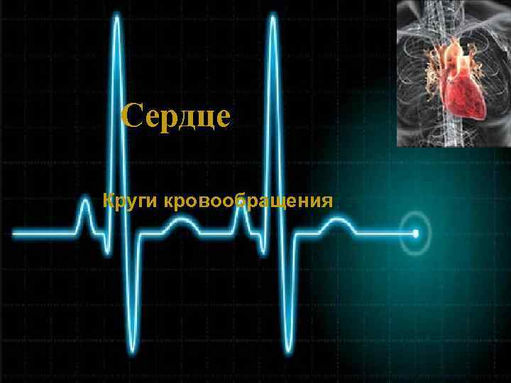 Сердце Круги кровообращения 