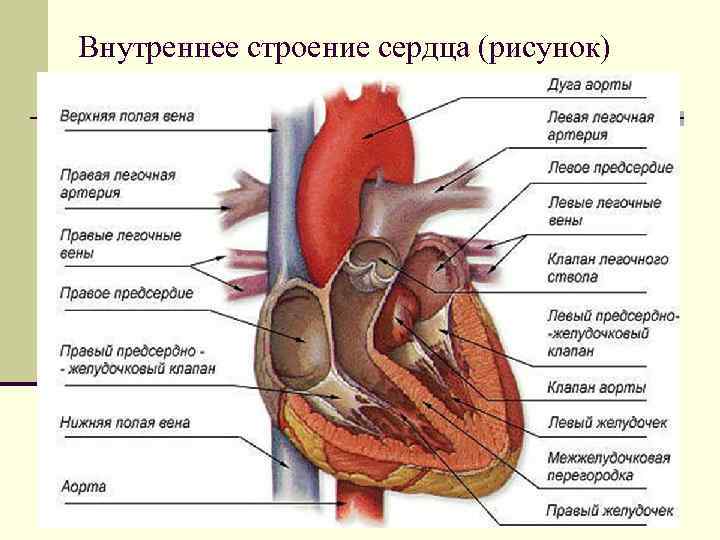 Внутреннее строение сердца (рисунок) 