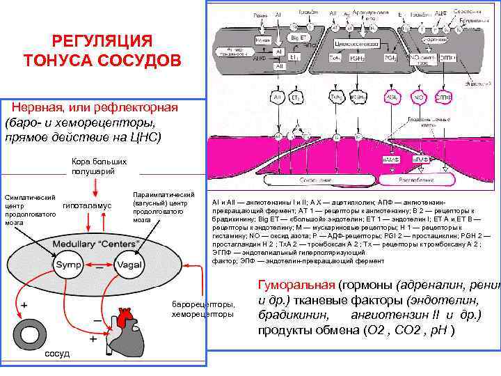 РЕГУЛЯЦИЯ ТОНУСА СОСУДОВ Нервная, или рефлекторная (баро- и хеморецепторы, прямое действие на ЦНС) Кора