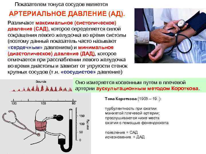 Показателем тонуса сосудов является АРТЕРИАЛЬНОЕ ДАВЛЕНИЕ (АД). Различают максимальное (систолическое) давление (САД), которое определяется