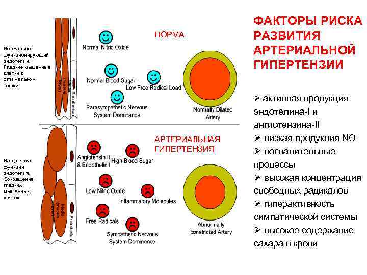 НОРМА Нормально функционирующий эндотелий. Гладкие мышечные клетки в оптимальном тонусе. ФАКТОРЫ РИСКА РАЗВИТИЯ АРТЕРИАЛЬНОЙ