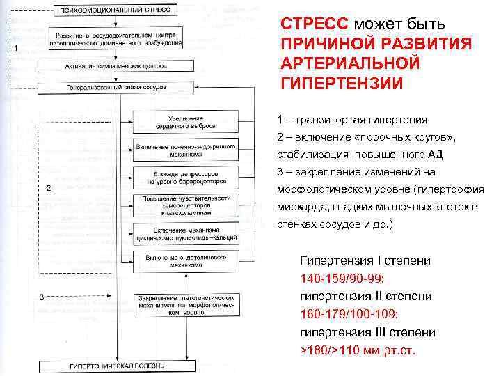 СТРЕСС может быть ПРИЧИНОЙ РАЗВИТИЯ АРТЕРИАЛЬНОЙ ГИПЕРТЕНЗИИ 1 – транзиторная гипертония 2 – включение