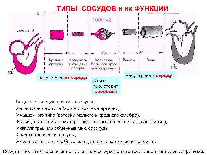 ТИПЫ СОСУДОВ и их ФУНКЦИИ 1000 м 2 ФУНКЦИИ несут кровь от сердца в