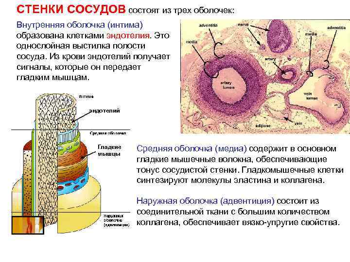 СТЕНКИ СОСУДОВ состоят из трех оболочек: Внутренняя оболочка (интима) образована клетками эндотелия. Это однослойная