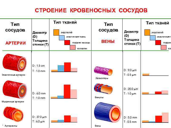 Особенности кровеносных сосудов. Строение артерии и вен классификация. Типы кровеносных сосудов и их строение. Строение и классификация артерий. Диаметр артерии вены капилляры.