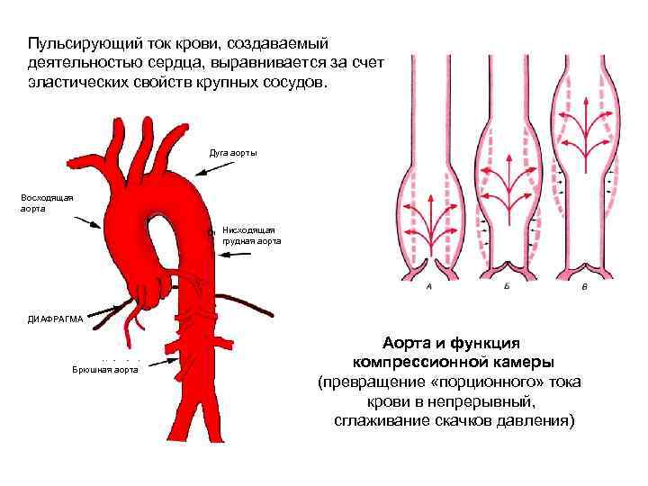 Пульсирующий ток крови, создаваемый деятельностью сердца, выравнивается за счет эластических свойств крупных сосудов. Дуга