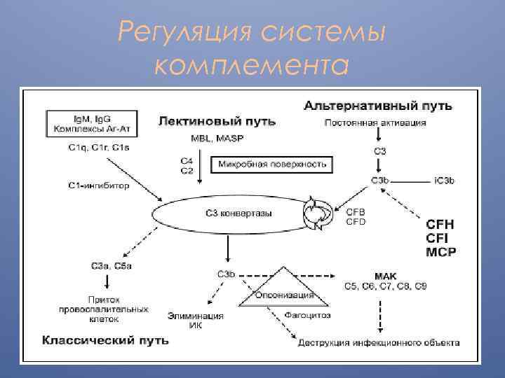 Регуляция системы комплемента 
