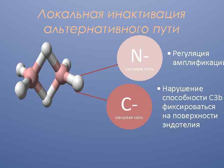Локальная инактивация альтернативного пути N- концевая часть C- концевая часть • Регуляция амплификации •
