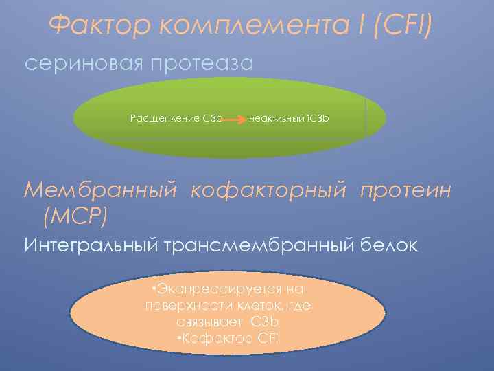 Фактор комплемента I (CFI) сериновая протеаза Расщепление C 3 b неактивный i. C 3