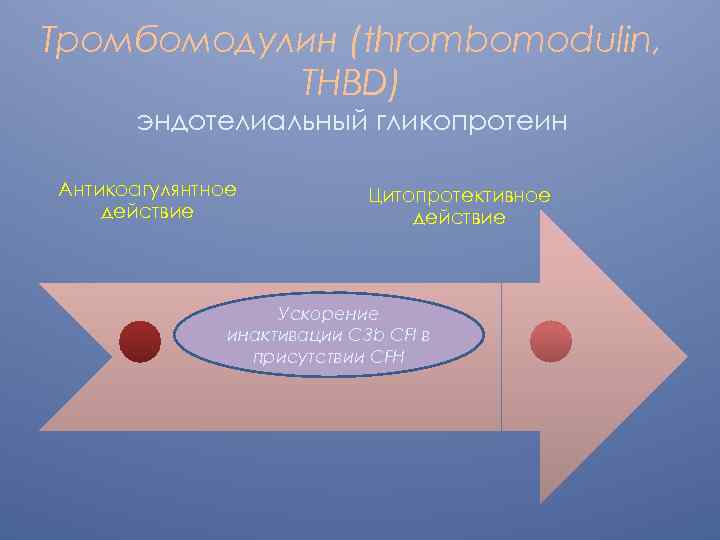 Тромбомодулин (thrombomodulin, THBD) эндотелиальный гликопротеин Антикоагулянтное действие Цитопротективное действие Ускорение инактивации С 3 b