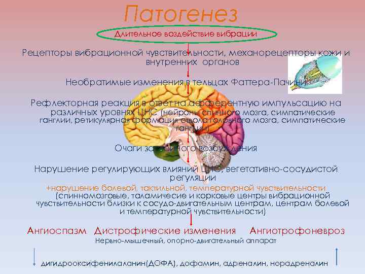 Патогенез Длительное воздействие вибрации Рецепторы вибрационной чувствительности, механорецепторы кожи и внутренних органов Необратимые изменения