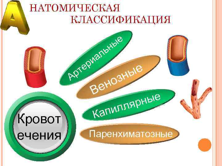 НАТОМИЧЕСКАЯ КЛАССИФИКАЦИЯ е ны ь Ар ер т ал и но е В Кровот