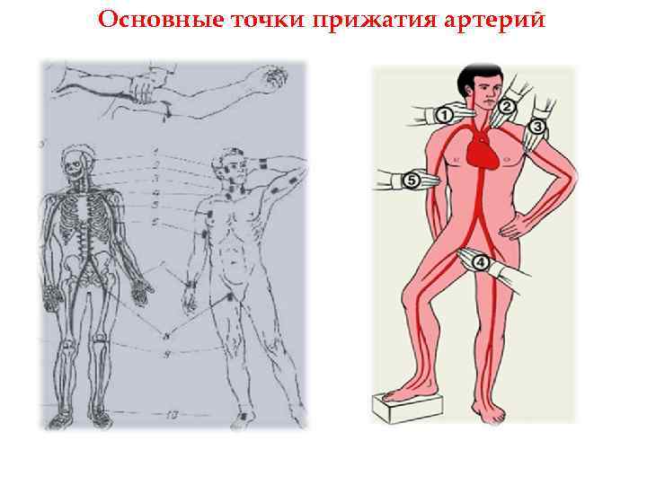 Отметьте на рисунке точки пальцевого прижатия артерий