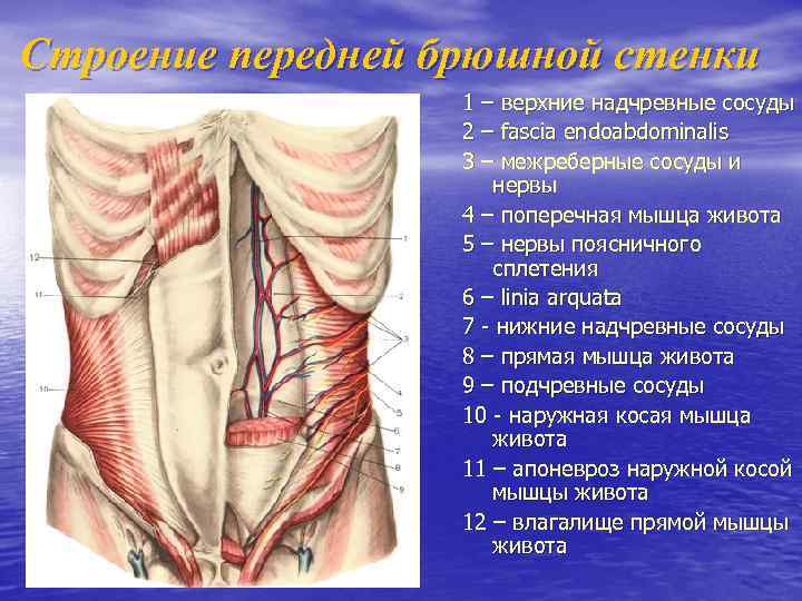 Строение передней брюшной стенки 1 – верхние надчревные сосуды 2 – fascia endoabdominalis 3