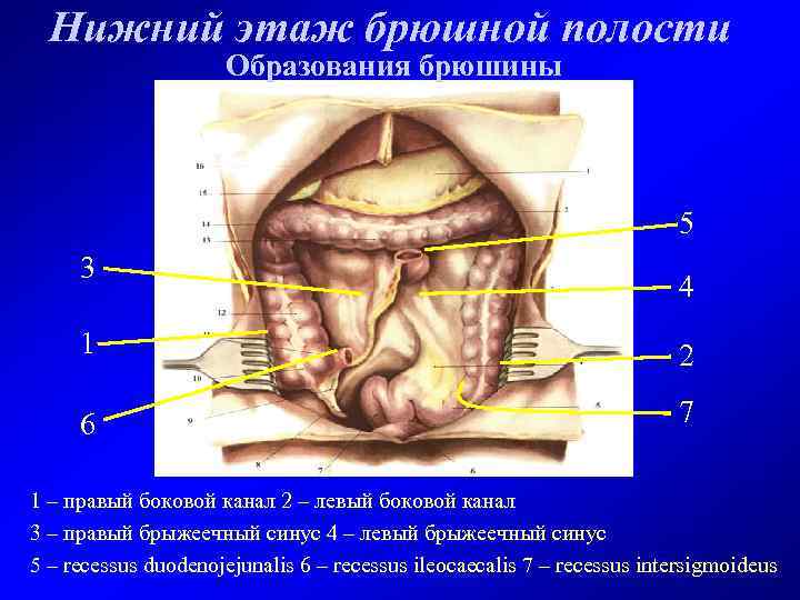 Нижний этаж брюшной полости Образования брюшины 5 3 4 1 2 6 7 1