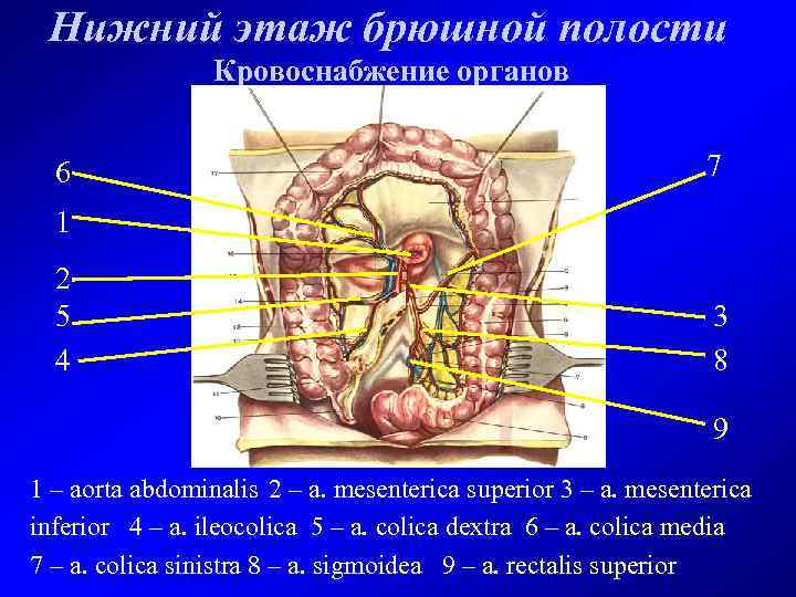 Строение брюшной полости фото