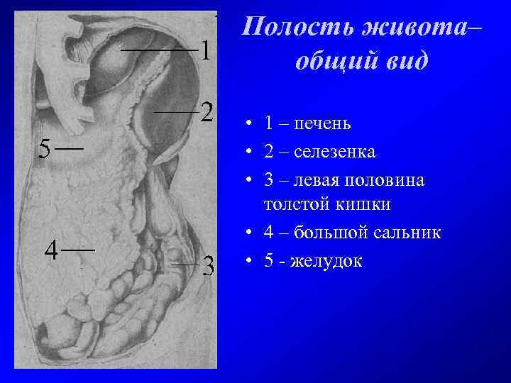 Полость живота– общий вид • 1 – печень • 2 – селезенка • 3