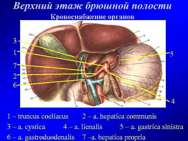 Верхний этаж брюшной полости Кровоснабжение органов 3 1 5 7 2 6 4 1
