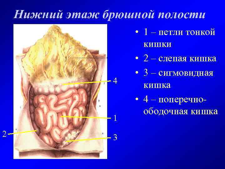 Нижний этаж брюшной полости 4 1 2 3 • 1 – петли тонкой кишки