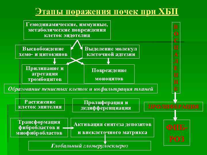 Этапы поражения почек при ХБП Гемодинамические, иммунные, метаболические повреждения клеток эндотелия Высвобождение хемо- и