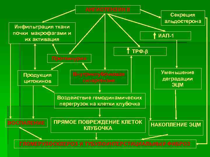 АНГИОТЕНЗИН II Секреция альдостерона Инфильтрация ткани почки макрофагами и их активация ИАП-1 ТРФ-b Протеинурия