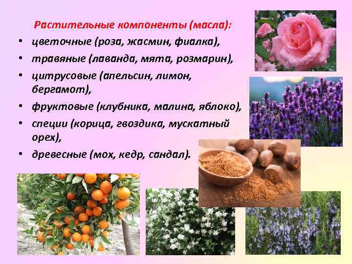  • • • Растительные компоненты (масла): цветочные (роза, жасмин, фиалка), травяные (лаванда, мята,