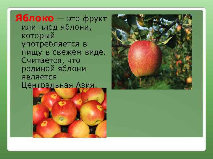 Я блоко — это фрукт или плод яблони, который употребляется в пищу в свежем