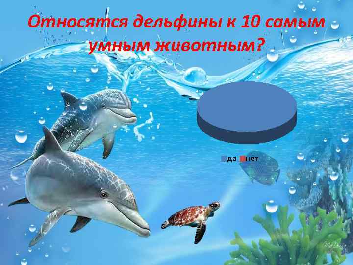 Относятся дельфины к 10 самым умным животным? да нет 