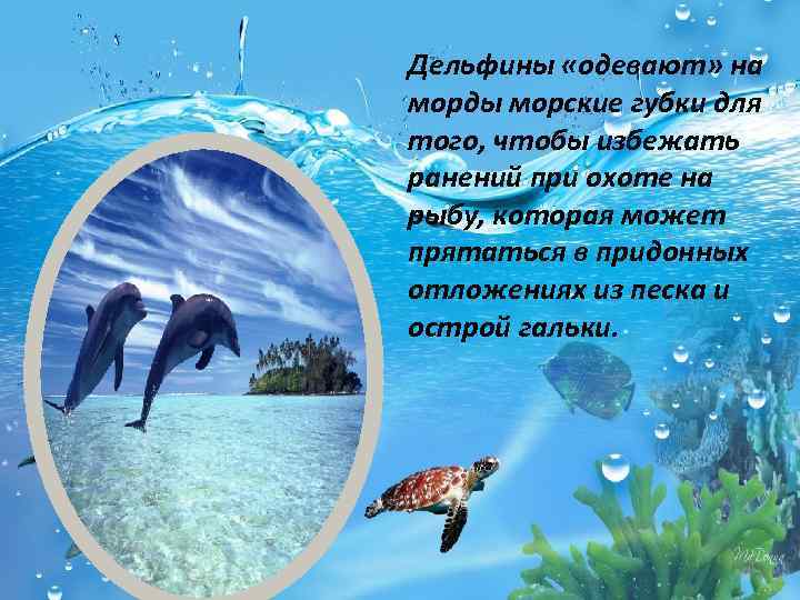 Дельфины «одевают» на морды морские губки для того, чтобы избежать ранений при охоте на