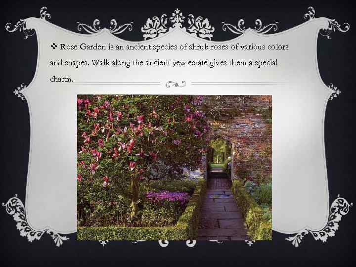 v Rose Garden is an ancient species of shrub roses of various colors and