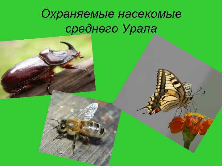 Охраняемые насекомые среднего Урала 