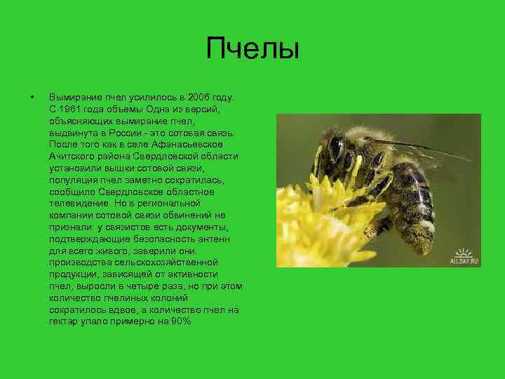 Пчелы • Вымирание пчел усилилось в 2006 году. С 1961 года объемы Одна из