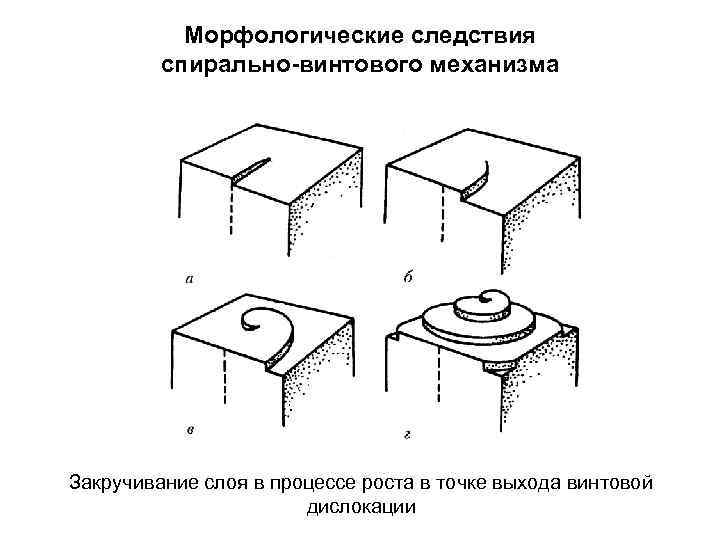 Морфологические следствия спирально-винтового механизма Закручивание слоя в процессе роста в точке выхода винтовой дислокации