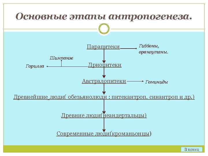 Основные этапы антропогенеза. Парапитеки Гиббоны, орангутаны. Шимпанзе Горилла Дриопитеки Австралопитеки Гоминиды Древнейшие люди( обезьянолюди