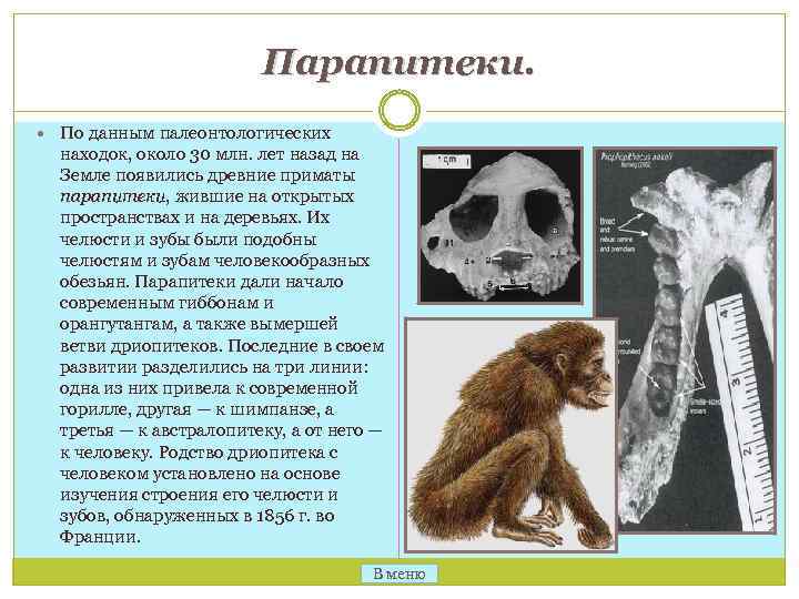 Парапитеки. По данным палеонтологических находок, около 30 млн. лет назад на Земле появились древние