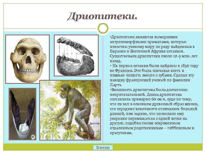 Дриопитеки. • Дриопитеки являются вымершими антропоморфными приматами, которые известны ученому миру по ряду найденных