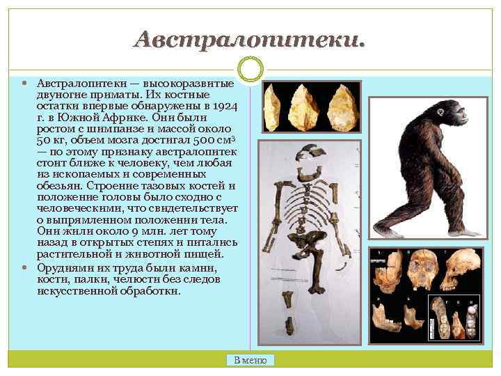 Австралопитеки. Австралопитеки — высокоразвитые двуногие приматы. Их костные остатки впервые обнаружены в 1924 г.