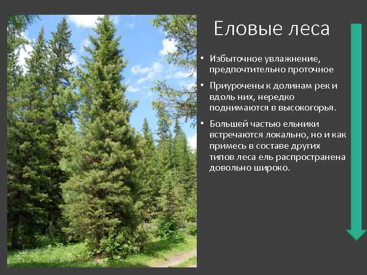 Какие растения характерны для елового леса. Характеристика лесов. Характеристика елового леса. Характеристика еловых лесов. Еловый лес характеристика.